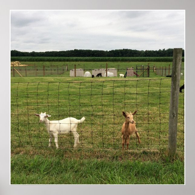Poster Chèvres sur une ferme (Devant)