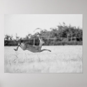 Poster "Chevreuil sautant Photographie de faune noir et b