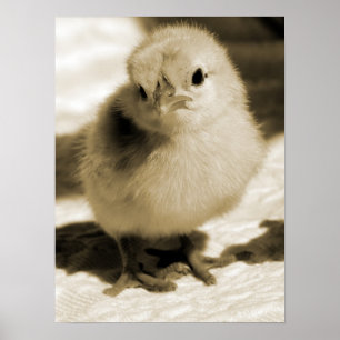 Poster Chick de démarrage