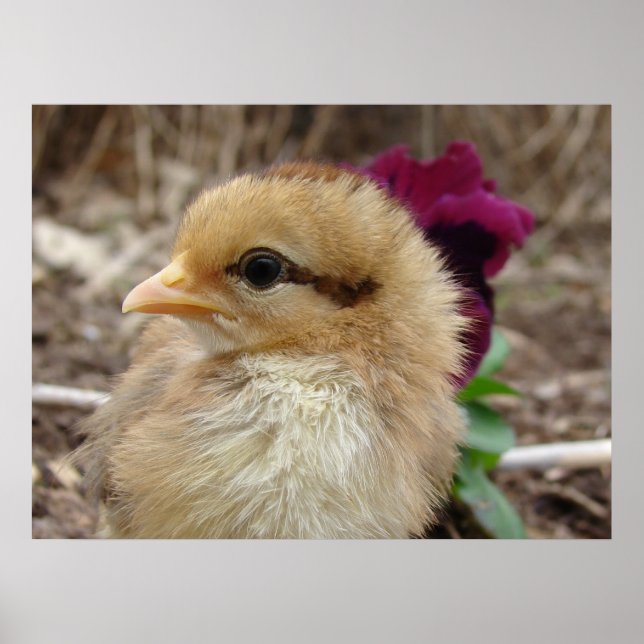 Poster Chick et Pansy (Devant)