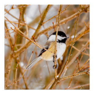 Poster Chickadee au plafond noir - Photo originale