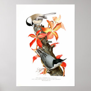 Poster Chickadee et Nuthatch