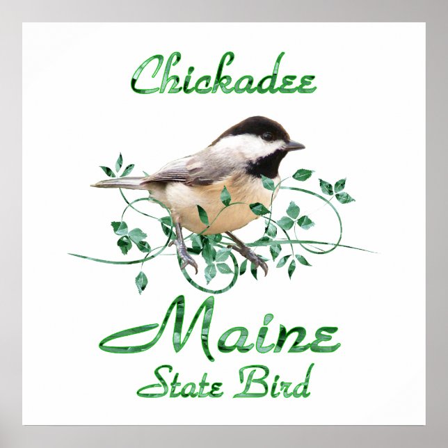 Poster Chickadee Maine State Bird (Devant)