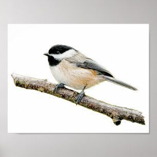 Poster Chickadee sur la branche