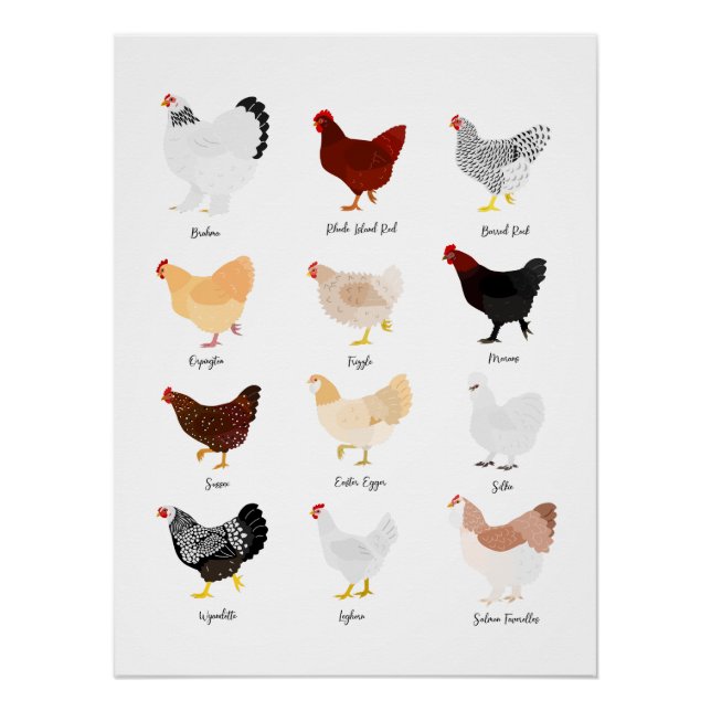 Poster chicken breeds chart (Devant)