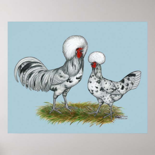 Poster Chickens de Polish (Devant)