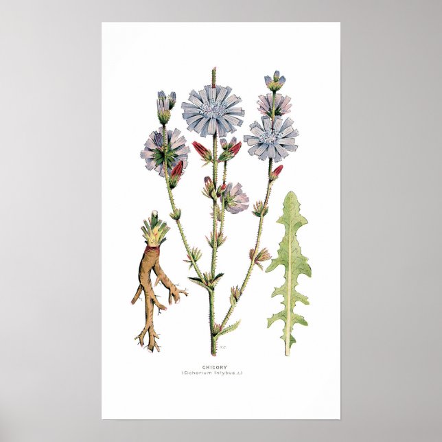 Poster Chicorée (Devant)