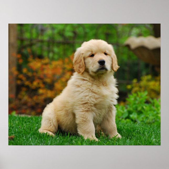 Poster Chien (Devant)