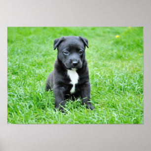 Poster chien-280332 JEUNE CHIEN POIVRE NOIR POIVRE ADORAB