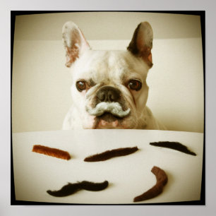 Poster Chien À Balle Français Avec Moustache
