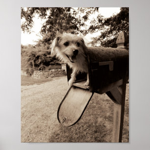 Poster Chien à l'intérieur d'une boîte aux lettres