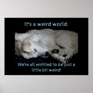 Poster Chien à mouton Maremma monde bizarre