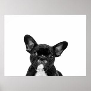 Poster Chien adorable   Black French Bulldog Face