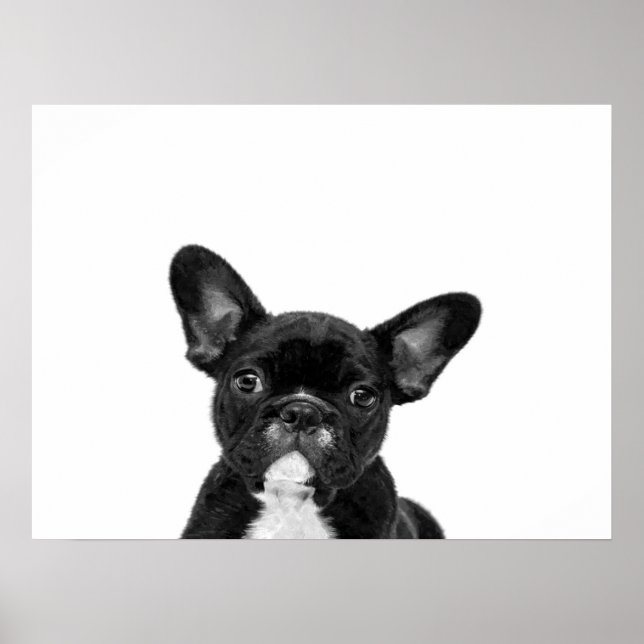 Poster Chien adorable | Black French Bulldog Face (Devant)