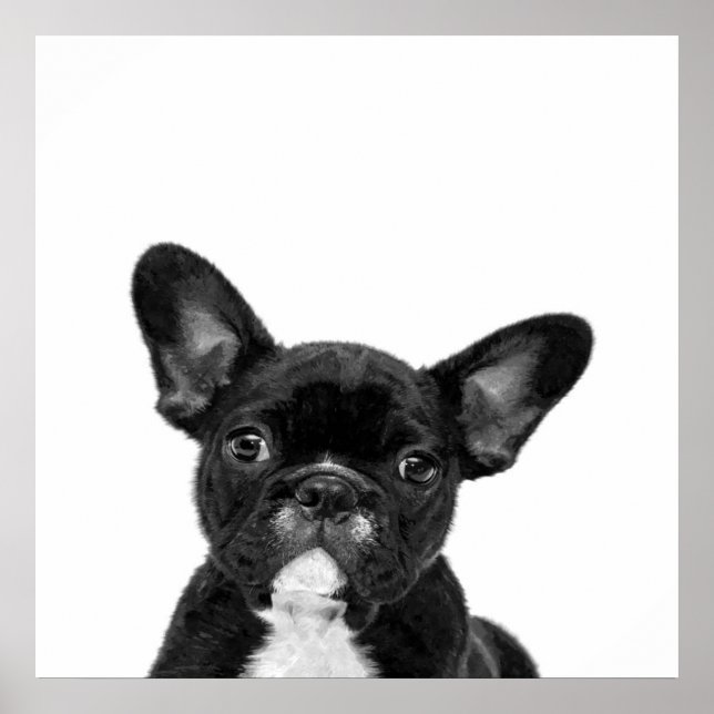 Poster Chien adorable | Black French Bulldog Face (Devant)