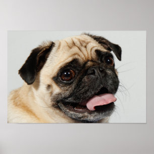 Poster chien adorable de carlin