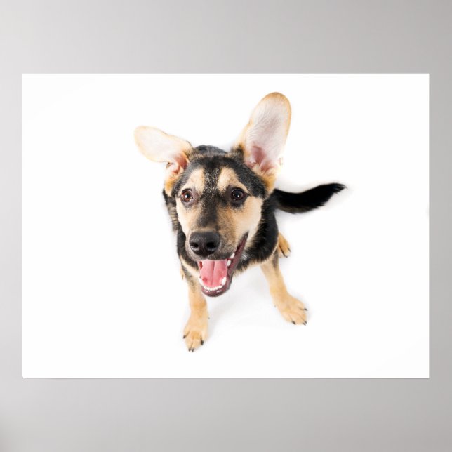 Poster Chien amusant chiot (Devant)