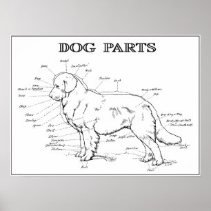 POSTER CHIEN ANATOMY 1919