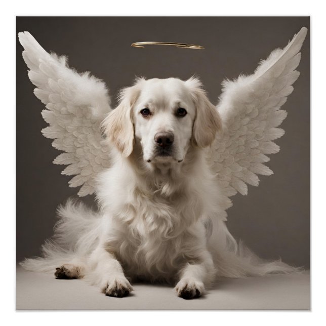 Poster Chien ange (Devant)