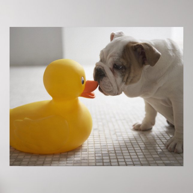 Poster Chien avec canard en plastique (Devant)