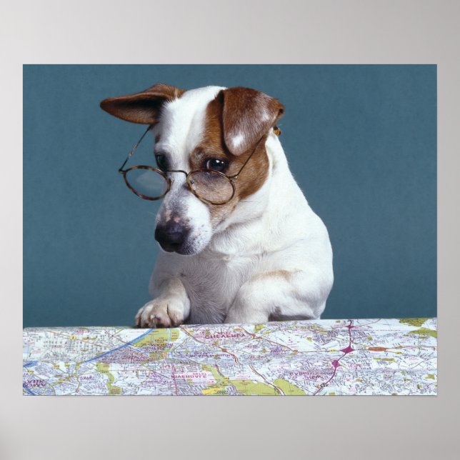 Poster Chien avec lunettes de lecture étudier la carte (Devant)