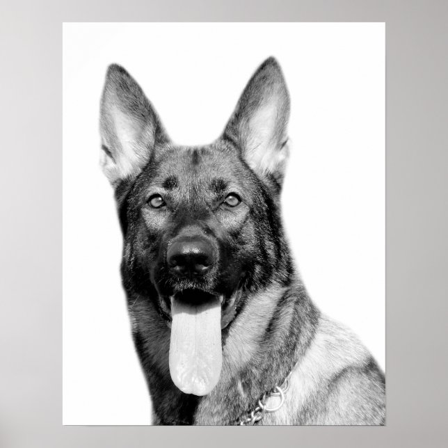Poster Chien berger allemand animal de compagnie photo no (Devant)