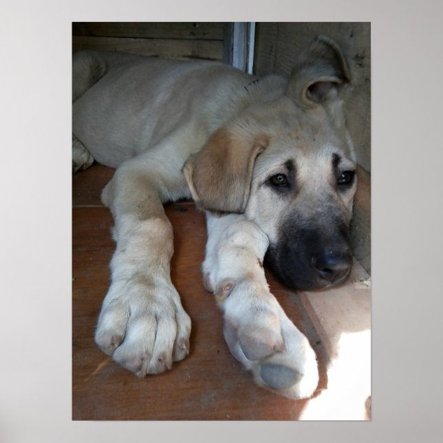 Poster Chien berger anatolien (Devant)