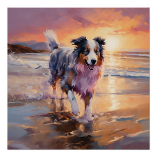 Poster Chien berger australien sable sur coucher de solei