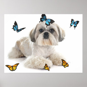 Poster Chien blanc chih Tzu