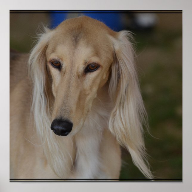 Poster Chien Blonde Saluki (Devant)