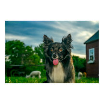 Chien Border Collie noir et blanc