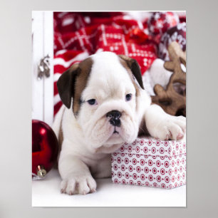 Poster Chien-chien anglais mignon Noël drôle