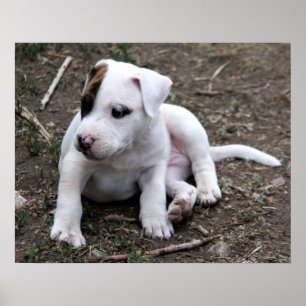 Poster Chien Chien Chien Chien Chien Chien Chien Chien Ch