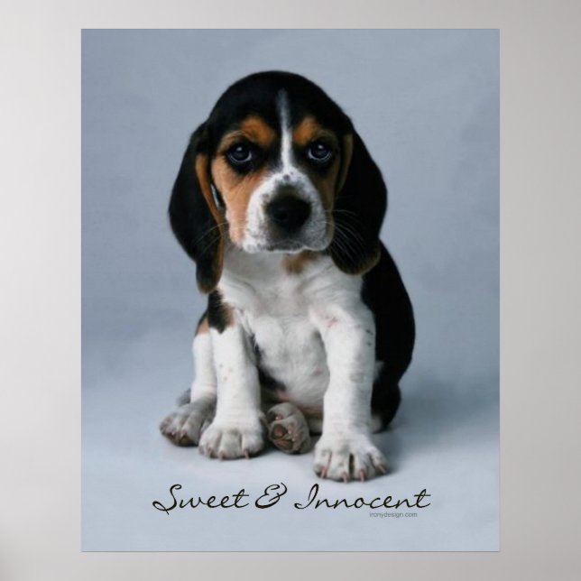Poster Chien chiot beagle (Devant)