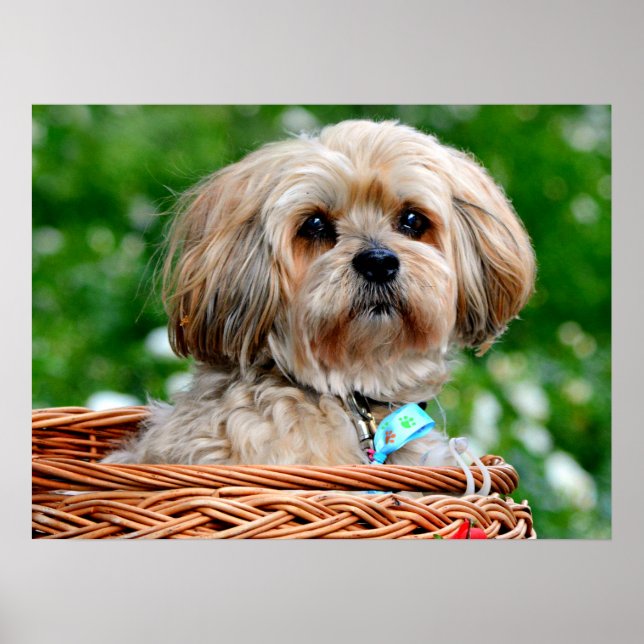 Poster Chien chiot Lhassa Apso dans un panier (Devant)
