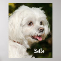 Chien chiot maltais blanc personnalisé