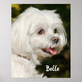 Poster Chien chiot maltais blanc personnalisé