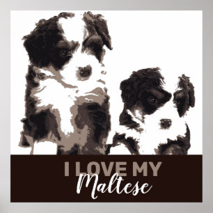 Poster Chien chiot maltais noir et blanc