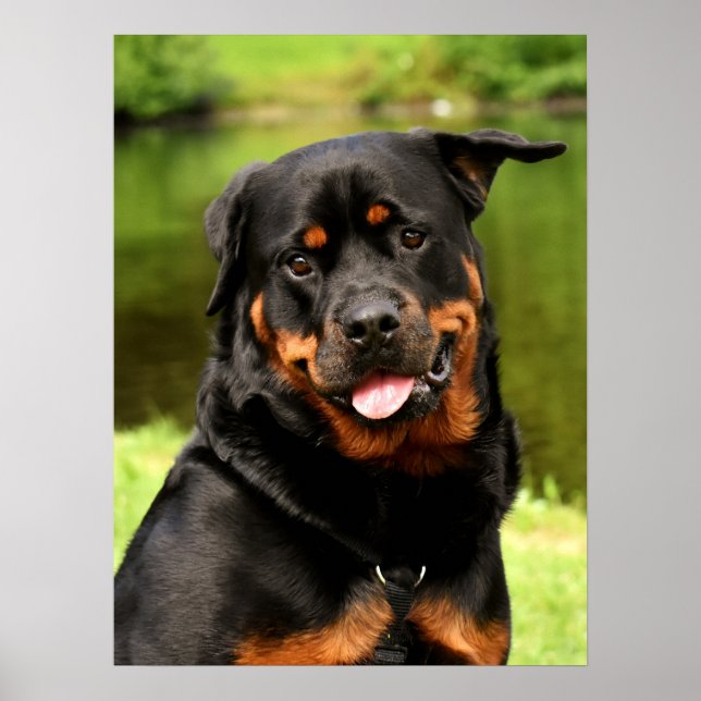 Poster Chien chiot noir et tan Rottweiler (Devant)