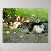Chien Chou Mignonne Qui Mène Dans Le Sable