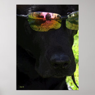 Poster Chien cool
