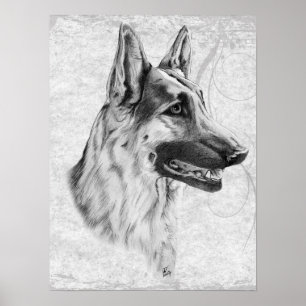 Poster Chien de berger allemand