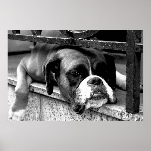Poster Chien de boîte sur la fenêtre de rebord (Devant)