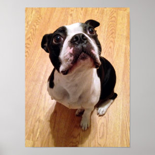 Poster Chien de Boston Terrier