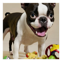 Chien de Boston Terrier jouant avec des jouets