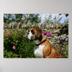 Poster Chien de boxe dans les fleurs