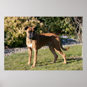 Poster Chien de boxe de la faune debout