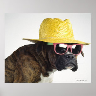 Poster Chien de boxeur avec le casquette et les verres