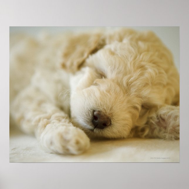 Poster Chien de caniche couché 2 (Devant)