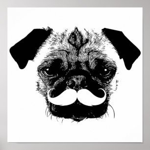 Poster Chien de carlin avec le noir et le blanc de